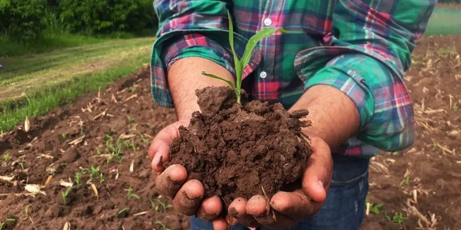 Illustrative image of Organic soil management in Shepparton